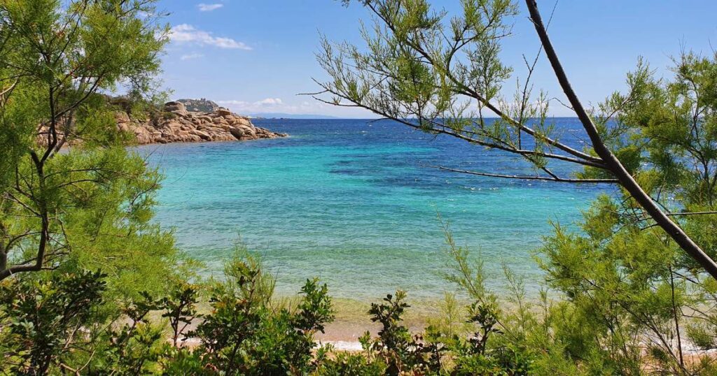 Corsica Beach view from a tree, showing sandy shore, blue ocean, and green palm trees under a clear sky.