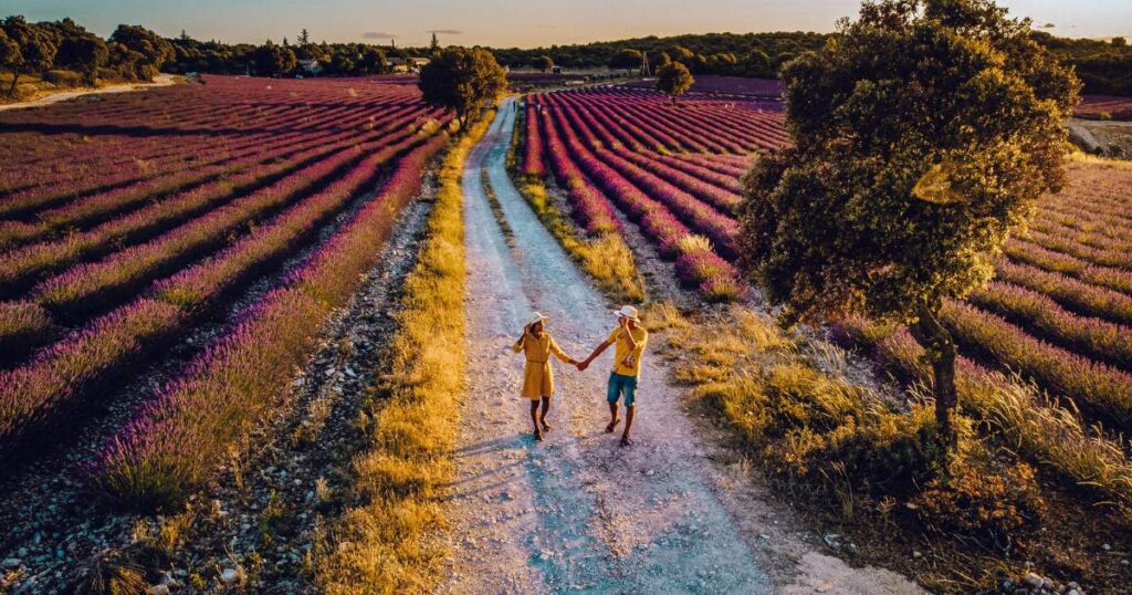 A scenic lavender field in Provence, France, with rows of purple flowers stretching into the distance.