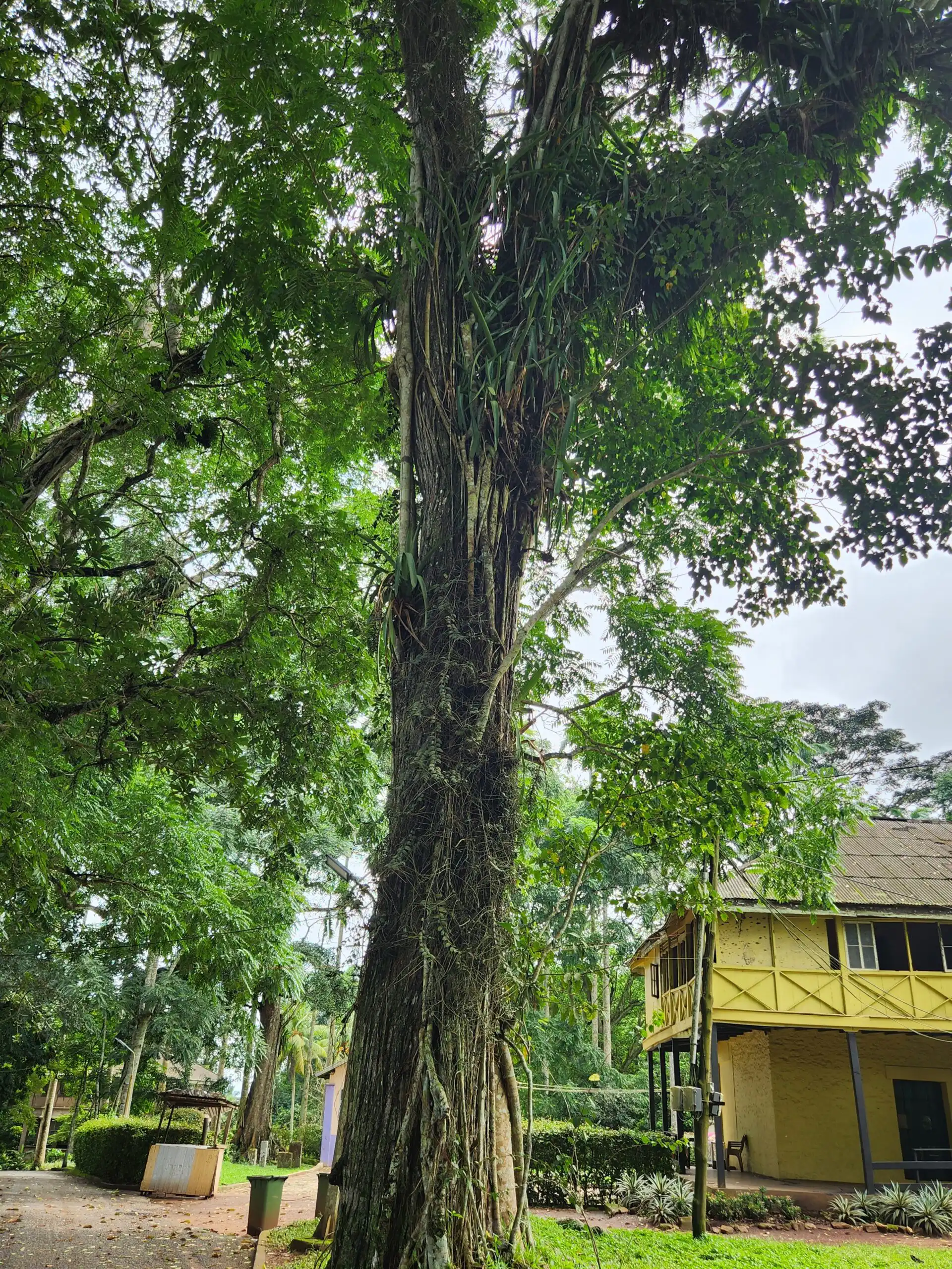 Large tree with yellow building