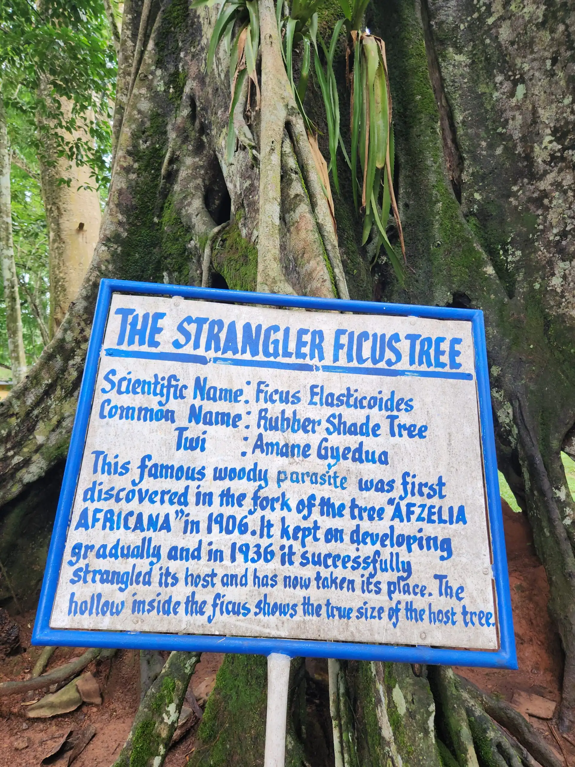 Strangler Ficus tree information sign