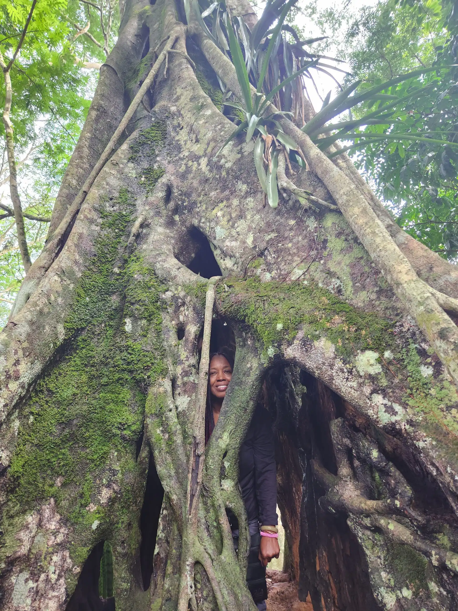 Giant tree with person inside