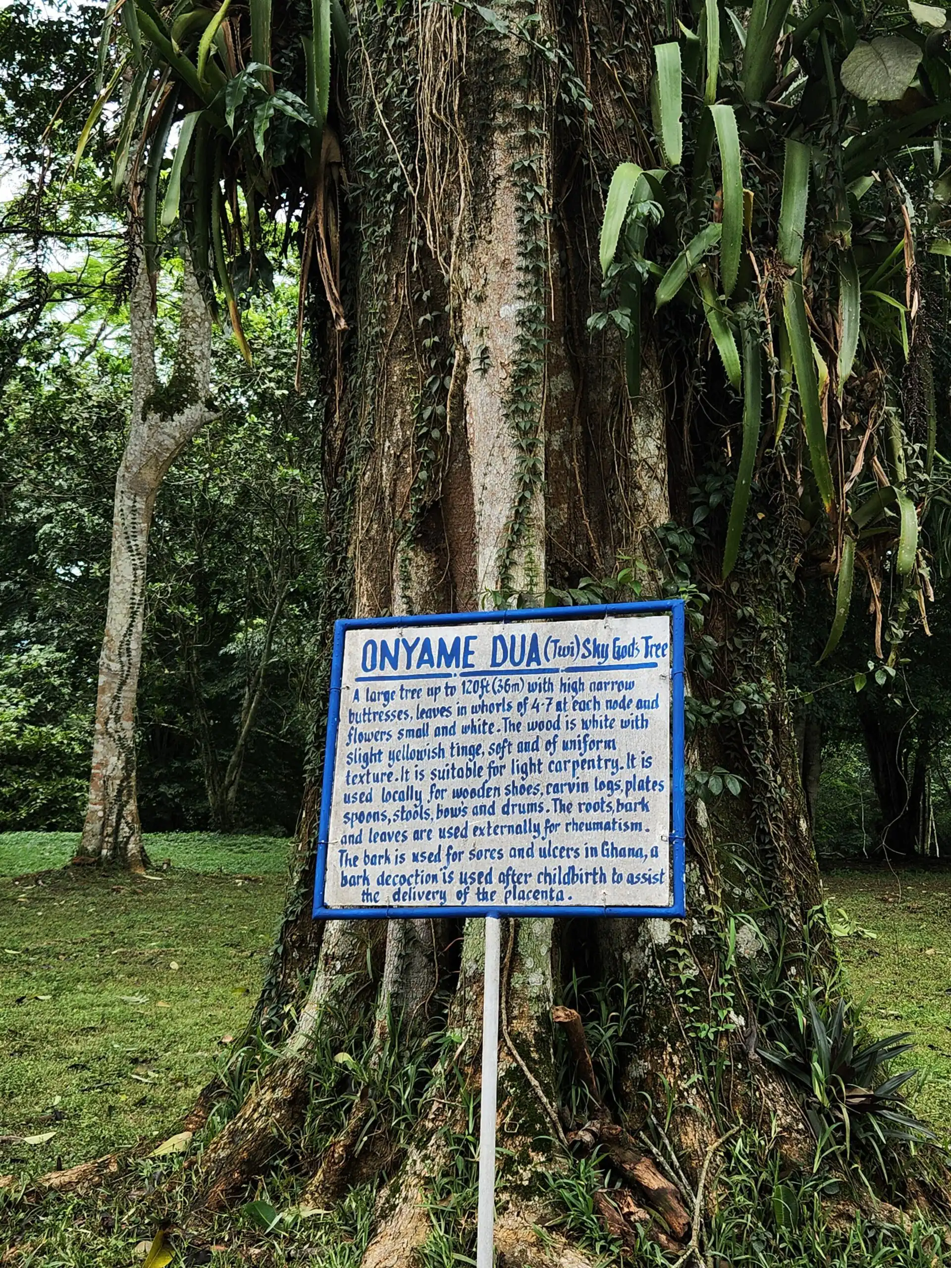Giant tree with sign