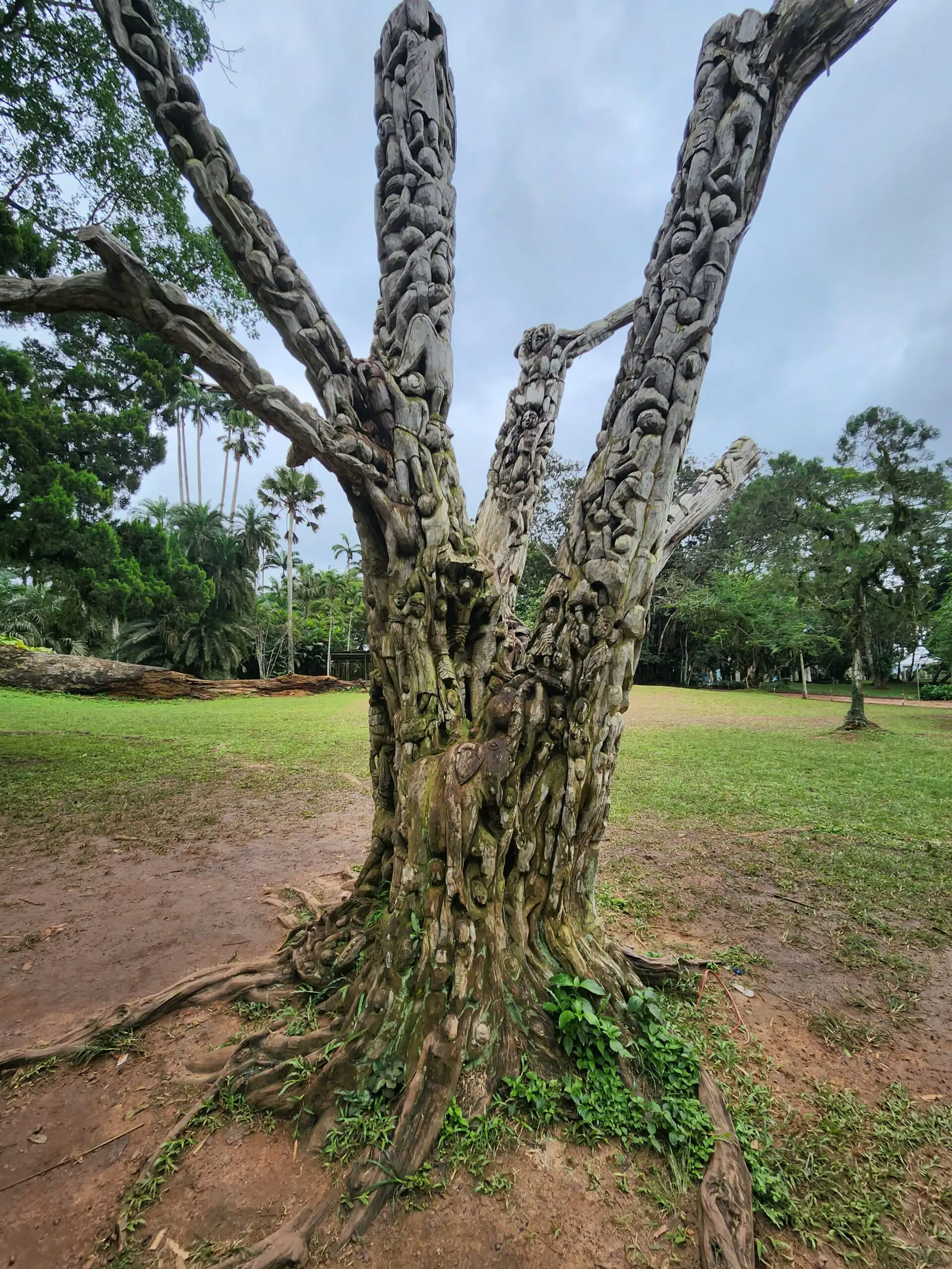 Carved ancient tree in park
