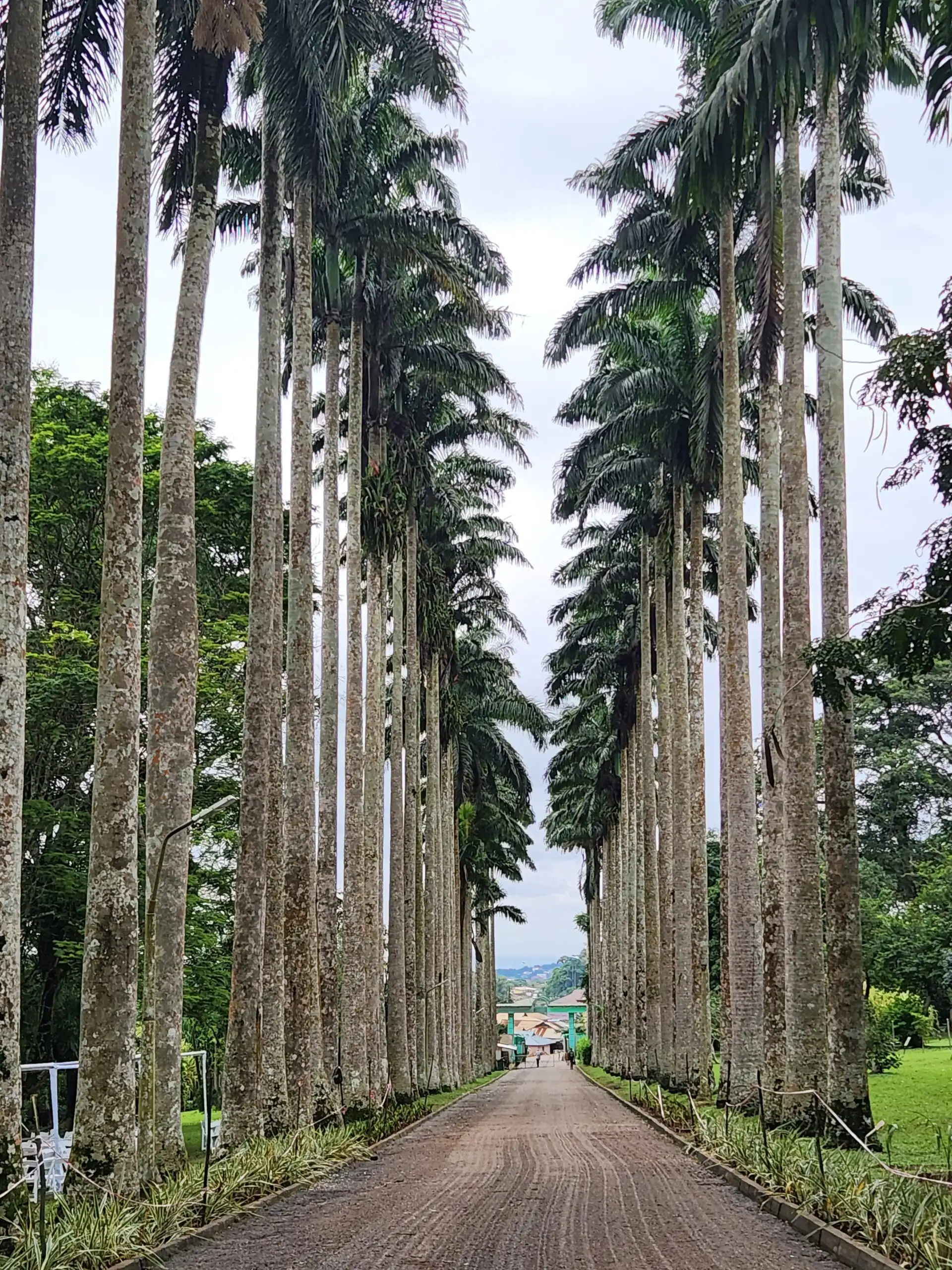 Tall palm trees lining road