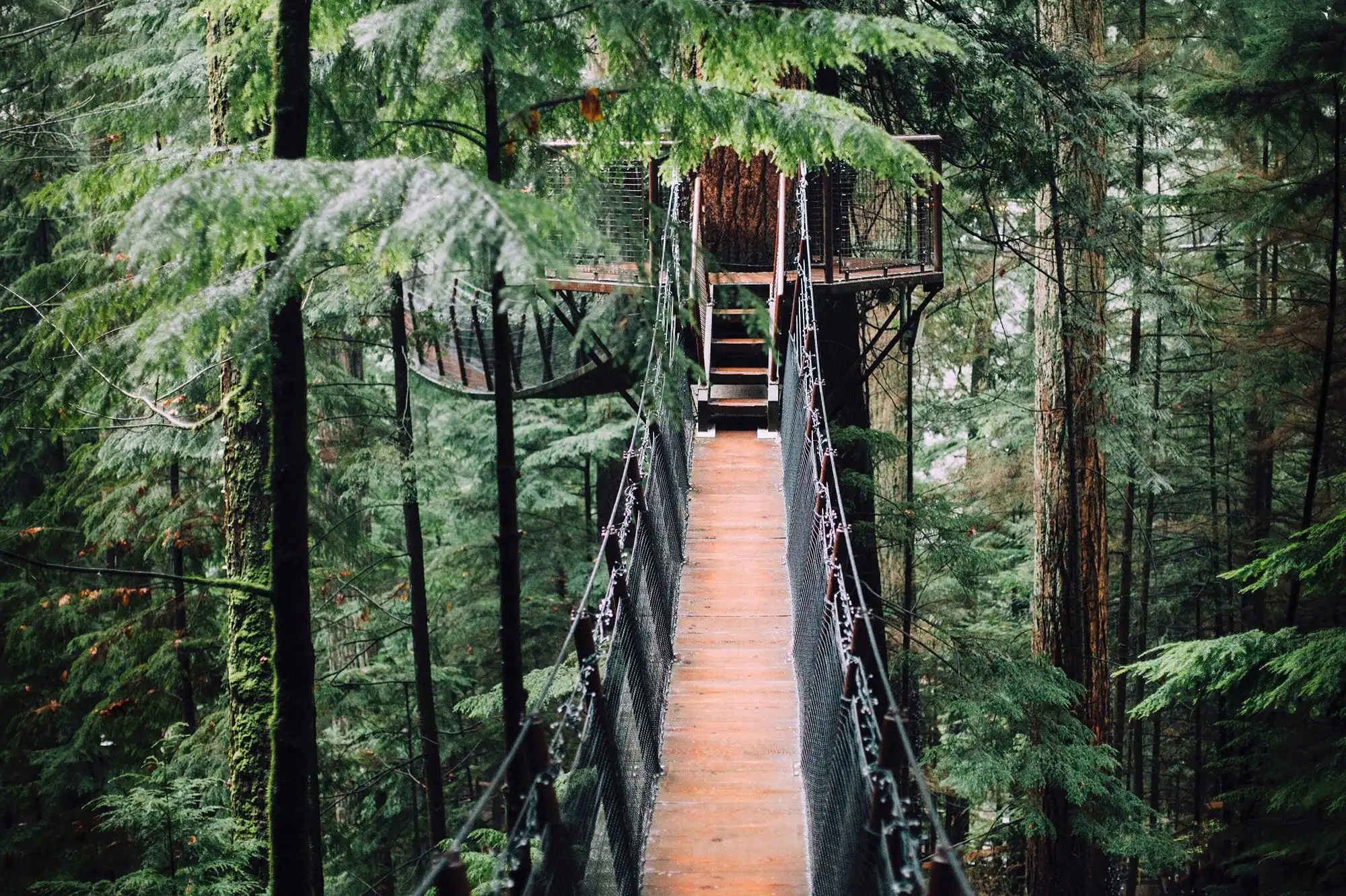 Suspension bridge to treehouse