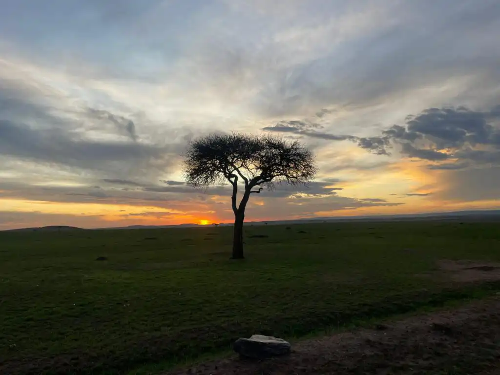 Solitary tree at sunset